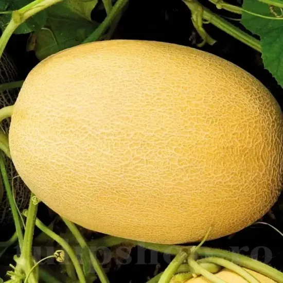 cucumis melo melba plantare cuiburi