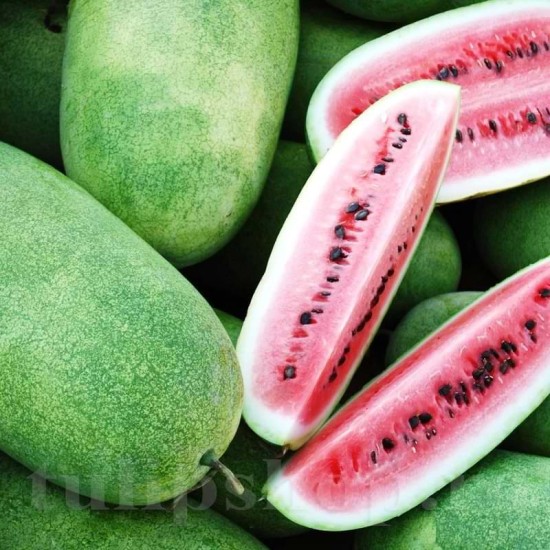 Seminte pepene Charleston Gray 100buc.