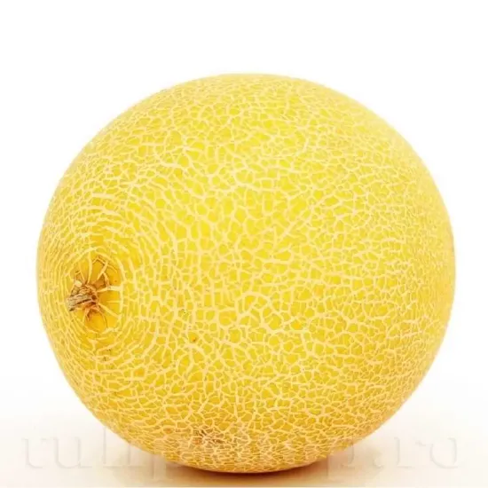 seminte pepene galben ananas2