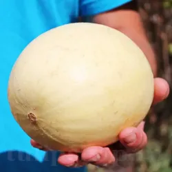 Pachet XXL seminte pepene Oliwin 1.000buc.