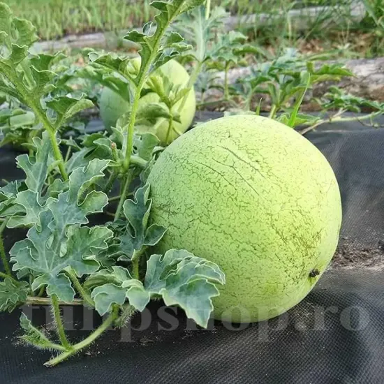 Seminte pepene Greybelle 100buc. seminte pepene greybelle cultivare gradina camp
