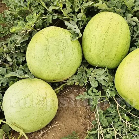 seminte pepene greybelle1