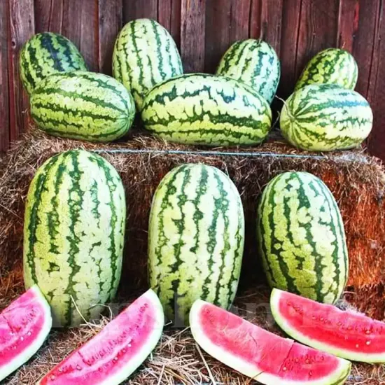 seminte pepene klondike blue ribbon1