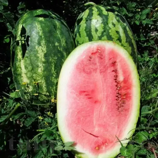 seminte pepene klondike blue ribbon2