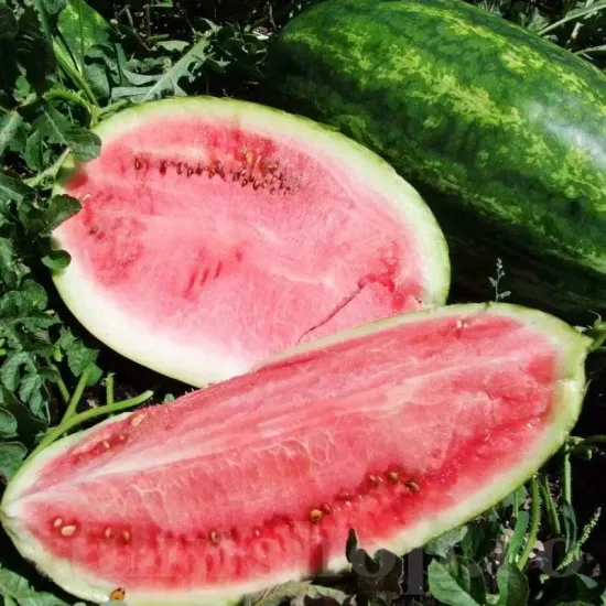 seminte pepene klondike blue ribbon3