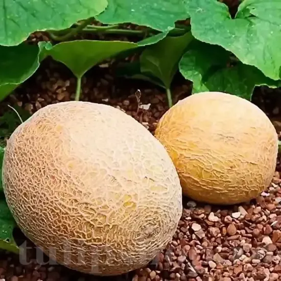 seminte pepene melba