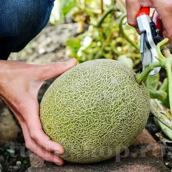 seminte pepene melba cultivare gradina camp