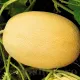 seminte pepene melba1