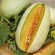 seminte pepene melba3
