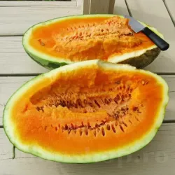 Pachet XXL seminte pepene Orangeglo 300buc.