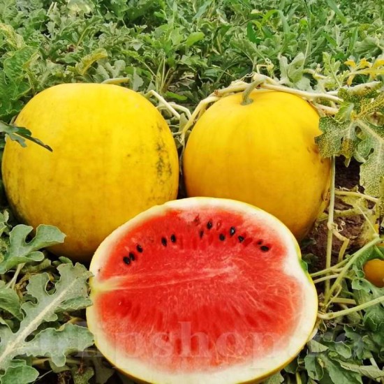 Pachet XXL seminte pepene Zloto Wolicy F1 200buc.