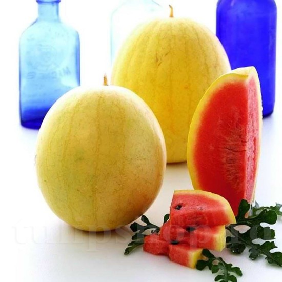 Pachet XXL seminte pepene Zloto Wolicy F1 200buc.