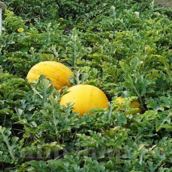 Pachet XXL seminte pepene Zloto Wolicy F1 200buc.