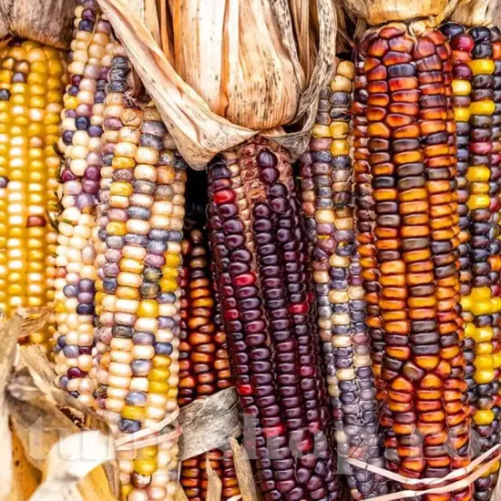 seminte porumb amero mix