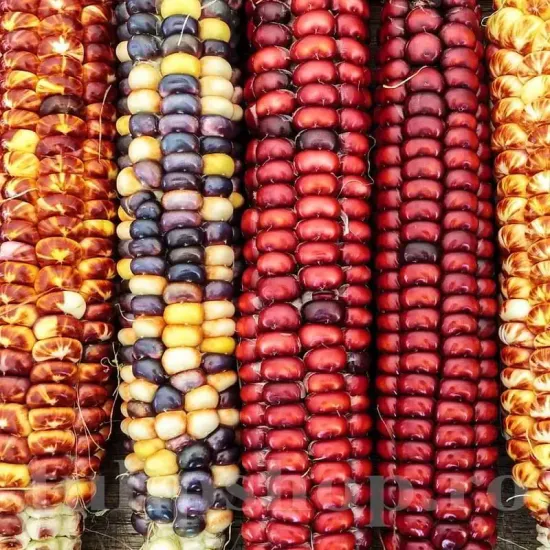 seminte porumb amero mix1