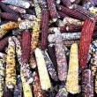 seminte porumb amero mix2 110x110