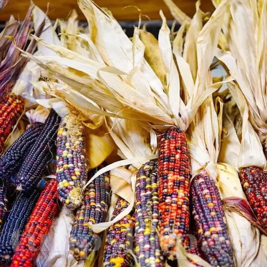 seminte porumb amero mix3