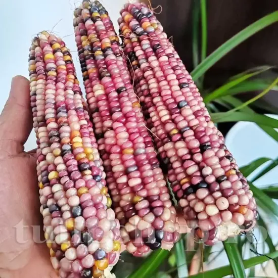 seminte porumb amethyst dream