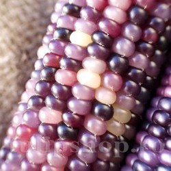 Seminte porumb Amethyst Dream 30buc. Seminte porumb Amethyst Dream 30buc.