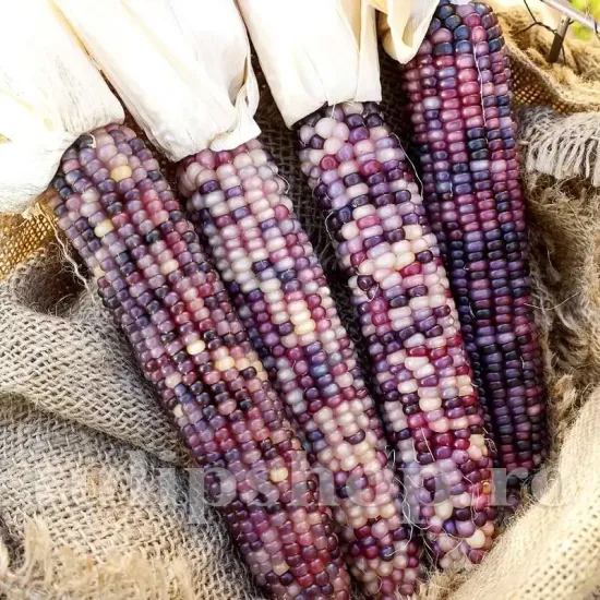 seminte porumb amethyst dream2