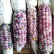 seminte porumb amethyst dream3 110x110