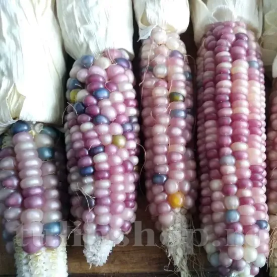 seminte porumb amethyst dream3