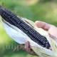 seminte porumb black morado