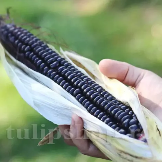 seminte porumb black morado boabe inchise antioxidanti