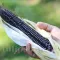 Seminte porumb Black Morado 30buc.