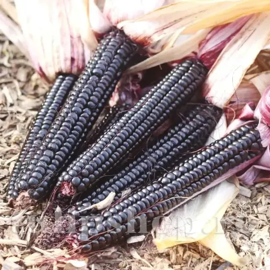 seminte porumb black morado cultivare gradina camp