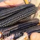 seminte porumb black morado1