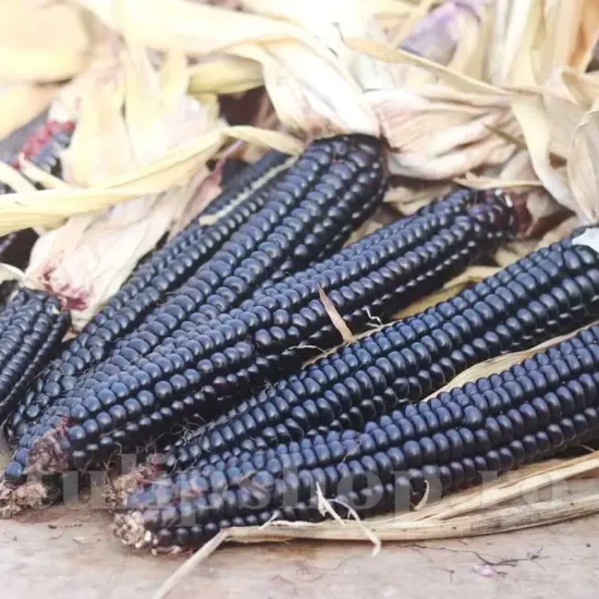 seminte porumb black morado3