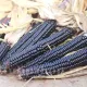 seminte porumb black morado3