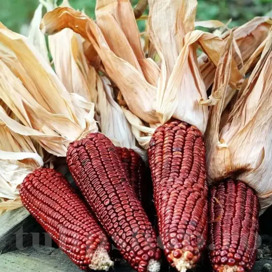 seminte porumb bloody butcher