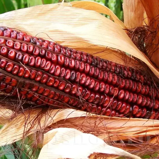 seminte porumb bloody butcher2