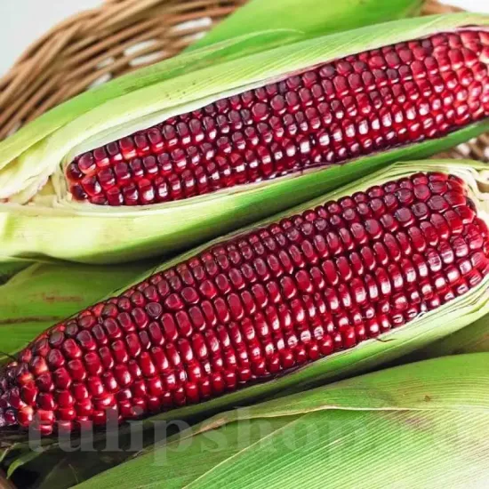 seminte porumb bloody butcher3