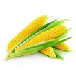 seminte porumb deliciosul boabe galbene dulci 110x110