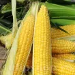 seminte porumb deliciosul cultivare gradina camp 110x110