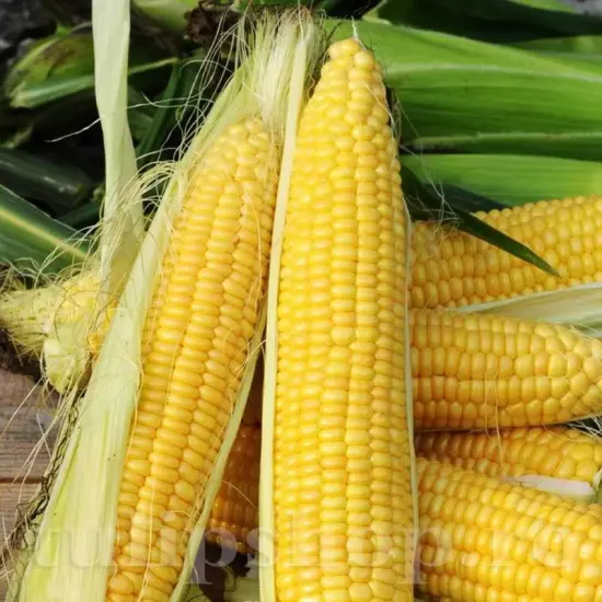 seminte porumb deliciosul cultivare gradina camp