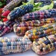 Seminte porumb Glass Gem 30buc. seminte porumb glass gem cultivare gradina camp 110x110
