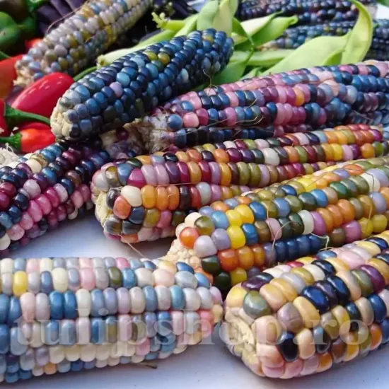 Seminte porumb Glass Gem 30buc. seminte porumb glass gem cultivare gradina camp