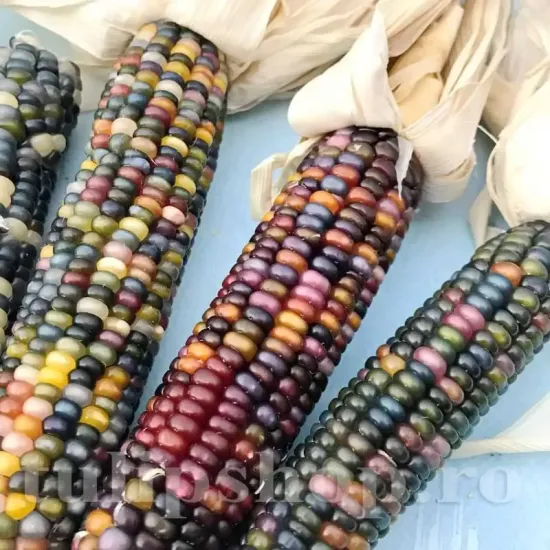 seminte porumb glass gem3