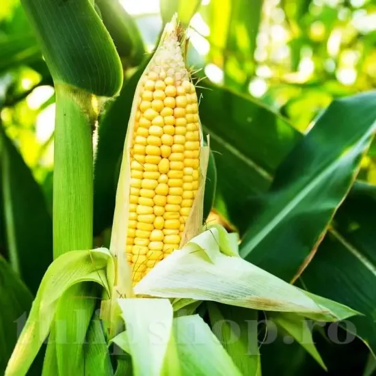 seminte porumb golden bantam2