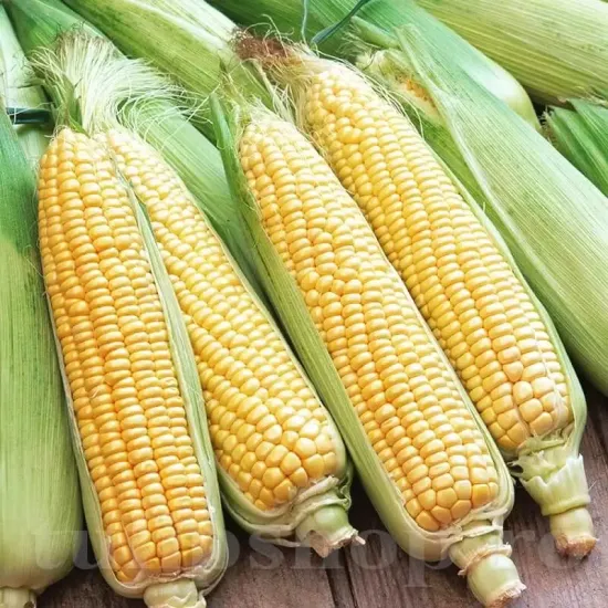 seminte porumb golden bantam3