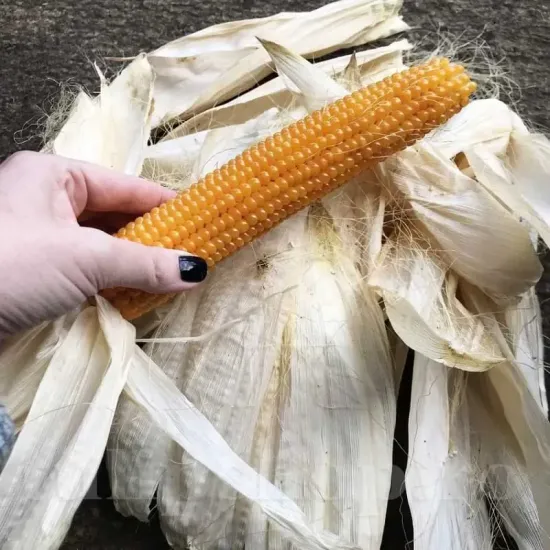 seminte porumb popcorn boabe pocnitoare gustoase