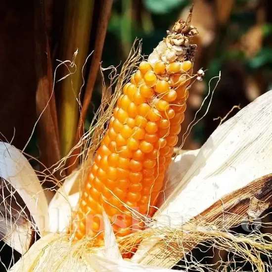 seminte porumb popcorn1