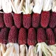 seminte porumb strawberry corn