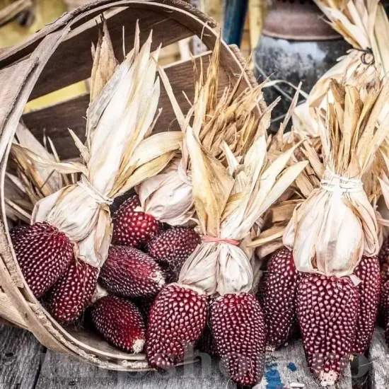 Seminte porumb floricele Strawberry Corn 100buc. seminte porumb strawberry corn cultivare gradina camp