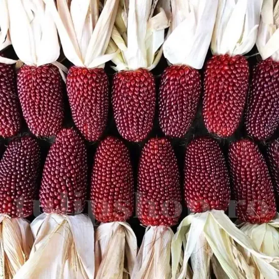 Seminte porumb floricele Strawberry Corn 100buc. seminte porumb strawberry corn stiulete mic rosu decorativ