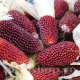 seminte porumb strawberry corn3